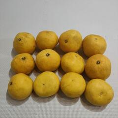 文旦12玉