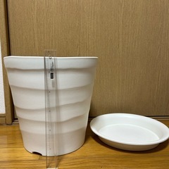 鉢植え