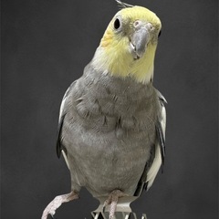 オカメインコ ♂（オス）パステルフェイス/ノーマル