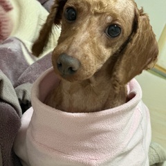 トイプードル1年10ヶ月