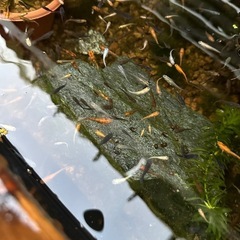 メダカ【ミックス】幼魚〜若魚　３０匹　(２０匹１０００円もOKです)の画像