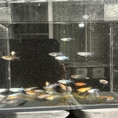 メダカ【ミックス】幼魚〜若魚　３０匹　(２０匹１０００円もOKです)の画像
