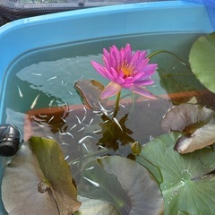 メダカ【ミックス】幼魚〜若魚　３０匹　(２０匹１０００円もOKです)の画像
