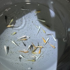 メダカ【ミックス】幼魚〜若魚　３０匹　(２０匹１０００円もOKです)の画像