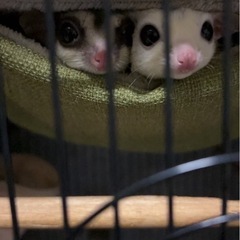 （交渉中）モモンガのオス2匹　新しい飼い主様募集中