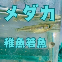 メダカ稚魚若魚5匹〜