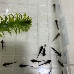 オキナワシリケンイモリ幼生と他イモリ、レオパ等交換しませんか？
