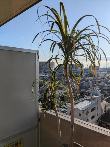 植物トックリラン