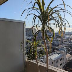 植物トックリラン