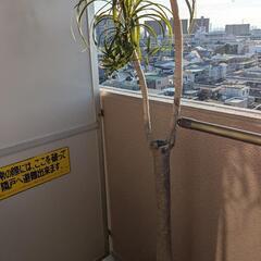 植物トックリランの画像