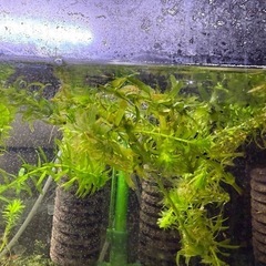 ウィローモス一掴みとアナカリス10本と　水槽　アクアリウム
