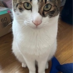 白キジ♂の里親探してます！