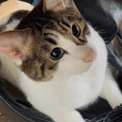 白キジ♂の里親探してます！ - 猫