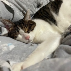 白キジ♂の里親探してます！ − 福岡県