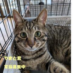 「あいねこの木」in保護ニャン😺🐾御縁つなぐ譲渡会🩷