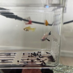 水槽のお掃除屋さんブラックモーリー稚魚