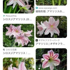 アマリリス(ピンク)の球根の画像