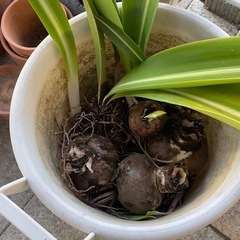 アマリリス(ピンク)の球根