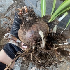 アマリリス(ピンク)の球根の画像