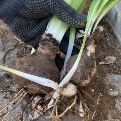 アマリリス(ピンク)の球根の画像