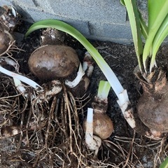 アマリリス(ピンク)の球根の画像