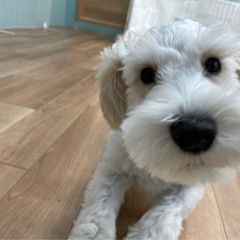 犬の友達ができますように！