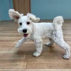 犬の友達ができますように！ - 大阪市