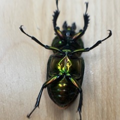 ⑦即ブリ  ニジイロクワガタホワイトアイ♂♀ペア♂ アゴズレあり　新成虫　オンライン決済可の画像