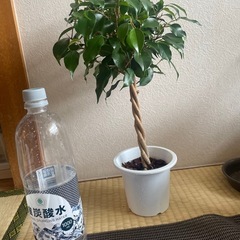 観葉植物フィカスベンジャミン新芽あり