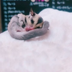 フクロモモンガ　ノーマルヘテロリューシ