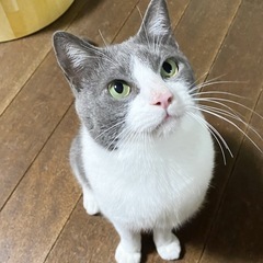 ガラスのハートグレー白グリーンアイの男の子