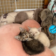 〜お話中〜子猫（シロチビ君）　生後2ヶ月　オス