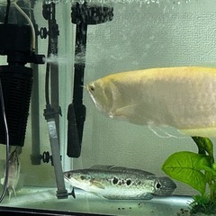 熱帯魚 スネークヘッド　フラワートーマン　淡水魚の画像