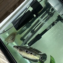 熱帯魚 スネークヘッド　フラワートーマン　淡水魚の画像