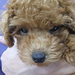 ずっとのお家探してます(トムくん)トイプードル