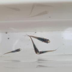 深海メダカの画像