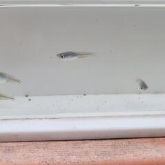 深海メダカの画像