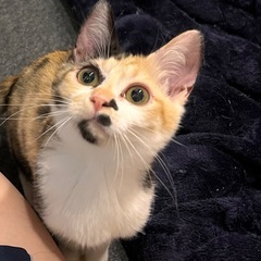 三毛猫の女の子の里親募集してます。
