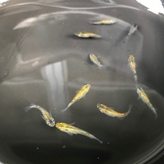 【お取引中】メダカ　夜桜GX 5匹の画像