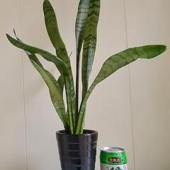 【💖Thankyou💖】🌿60cmサンスベリア（虎の尾）/陶器鉢/観葉植物🌿の画像