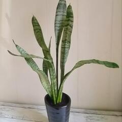 【💖Thankyou💖】🌿60cmサンスベリア（虎の尾）/陶器鉢/観葉植物🌿の画像