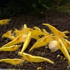 黄金エビ