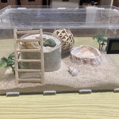 ヤドカリの飼育ケース