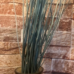 チチカカ　枝のオブジェ　花瓶付きの画像