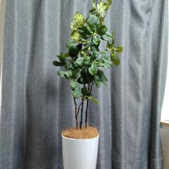観葉植物　人工　インテリア　フェイクグリー