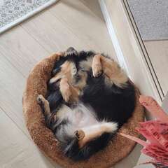 チワワは新しい家を必要としています - Chihuahua…