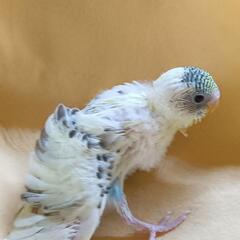 ①セキセイインコ　四色ハルクイン3./11入荷