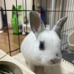 うさぎのミルキー🐇