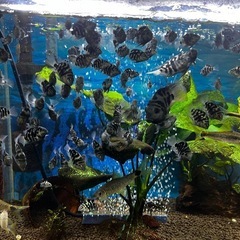 ブルータイガーパロット(ゼブラパロット)の画像