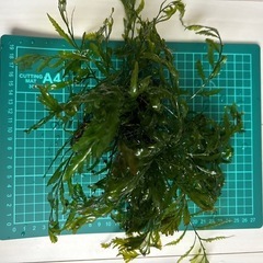 ボルビティス ヒュッデロッティ 大株